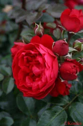 Kordes NewFlora — K and M Nursery